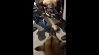 FAKE SERVICE DOG TRIES TO ATTACK MY SERVICE DOG [upl. by Illac847]