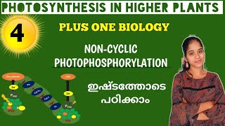 NONCYCLIC PHOTOPHOSPHORYLATION  PHOTOSYNTHESIS IN HIGHER PLANTS 1 BIOLOGY IN MALAYALAM [upl. by Iinde]