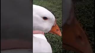 Goose 1memes funnypictures funny POPI POPI PO PO [upl. by Eyaf457]