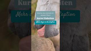 Mach das niemals mit deinem Pferd 🐴 Kurze Sessions pferdeverstehen horsemanship pferdetraining ￼ [upl. by Jehias]