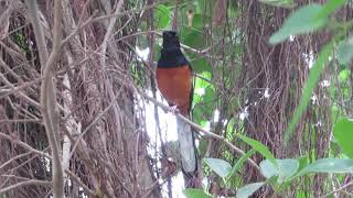 white rumped shama長尾四喜 [upl. by Leryt825]