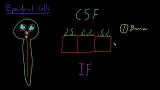 Ependymal cells [upl. by Delano]