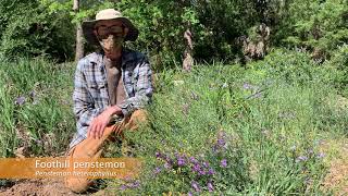 Wildflower of the Week Penstemon [upl. by Anyaj]