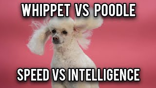 WHIPPET vs POODLE November2024pukhtanarelaxingworldsurvivingvlogs dogbreed dog [upl. by Ynabe]