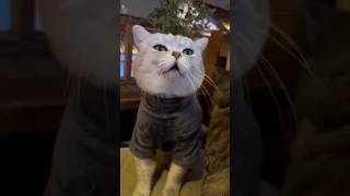 🤧shorts cat  funny [upl. by Morril]