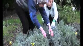 How to Prune Lavender [upl. by Tabbie]