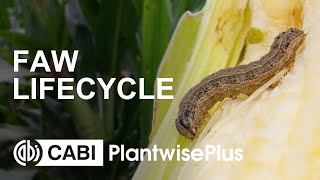 Fall Armyworm Lifecycle [upl. by Dinnie]