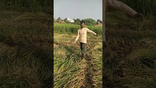 Yogi uday ke khet me dhanyogi udaysurdash song bhojpurimusic tending [upl. by Enoob]