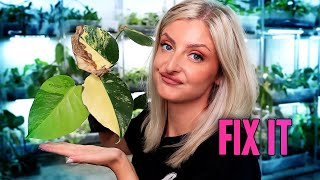 TOP 5 Plant Pet Peeves and how to fix them [upl. by Enayr]