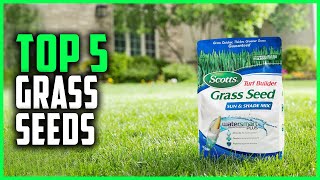 Best Grass Seeds 2024  Top 5 Grass Seeds Review [upl. by Nedah670]