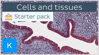 Cells and tissues types and characteristics  Human histology  Kenhub [upl. by Mahau]