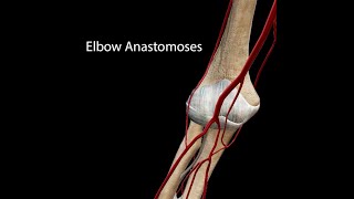 Elbow Anastomoses [upl. by Tullus]