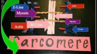 Sarcomere Projectmov [upl. by Mcgruter1]