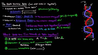 DNA Structure  The DNA Double Helix [upl. by Aciras885]
