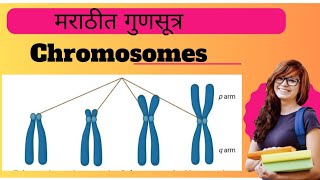 Chromosomes Explained l Biology l [upl. by Carolin]