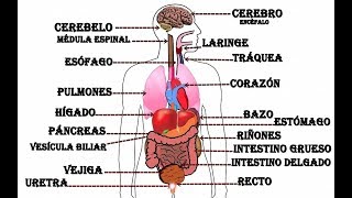 Órganos del cuerpo humano [upl. by Eivod426]