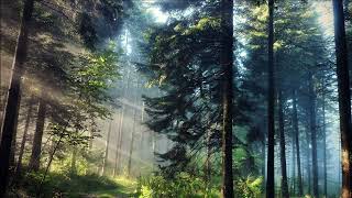 The Healing Forest  Relax Music with Nature Sounds [upl. by Halsted427]