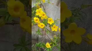 Allamanda Flower Stunning Blooms All year Round allamanda golden trumpet trumpetvine allamanda [upl. by Yelahc]