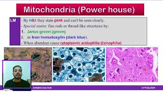 Cytology Lecture 3 MitochondriaLysosomesPeroxisomesProteasomes [upl. by Leunam]