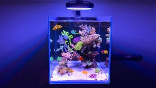 My DREAM SALTWATER AQUARIUM [upl. by Apple]