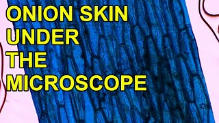 Amazing Onion Skin under the Microscope [upl. by Ofelia]