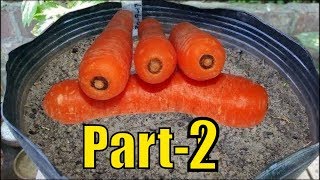 How to Grow Carrots in Containers  Winter Vegetables  Part2 [upl. by Aramit]