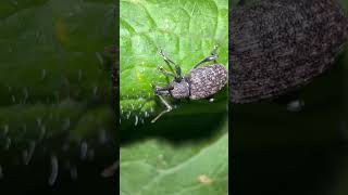 Vine Weevil On Field Pumpkin In Early November weevils insects nature [upl. by Matt]