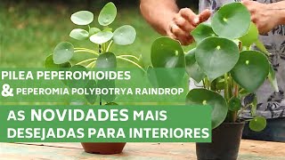 PILEA PEPEROMIOIDE E PEPEROMIA POLYBOTRYA RAINDROP  CONHEÇA AS NOVIDADES  MURILO SOARES [upl. by Eurydice264]