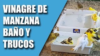 CRIA CANARIOS VINAGRE DE MANZANA BAÑO TRUCOS 2019 [upl. by Suoivatnod]