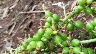 കേരളത്തിന്റെ സുഗന്ധം 🌱🍃🍂 [upl. by Cohby]