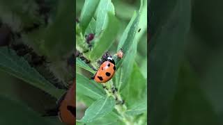 Nine spotted ladybug eating an aphid [upl. by Rekoob]