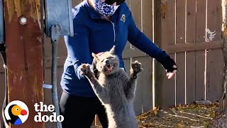 Cat Abandoned When Owners Moved Jumps Into His Rescuers Arms  The Dodo Cat Crazy [upl. by Suoivatnom]