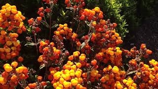 CALCEOLARIA integrifolia [upl. by Nabatse]