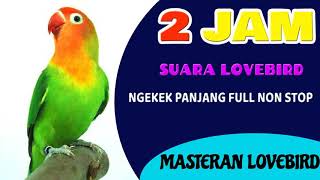 MASTERAN Lovebird NGEKEK PANJANG NON STOP [upl. by Johnny]