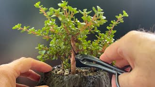 Pruning My Lilliput quotVolcanoquot Bonsai Tree  Portulacaria Afra [upl. by Uase]