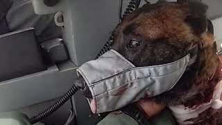 Police K9 Airlifted for Surgery After Being Stabbed [upl. by Semajwerdna583]