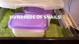 HOW TO hatch Mystery Snails the EASY way [upl. by Barnum]