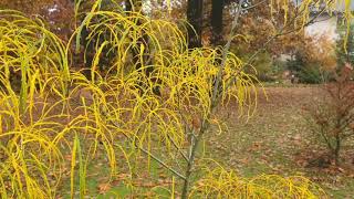 Rhamnus frangula Asplenifolia krušina olšová [upl. by Kast974]