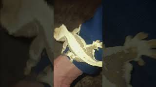 LillyWhite CrestedGecko GeckoLove ReptileWorld GeckoWorld [upl. by Hendrix]