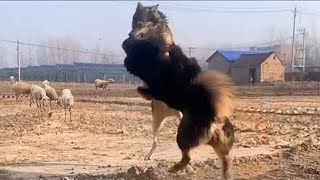 Tibetan Mastiff Vs Wolf In a Real Fight  Tibetan Mastiff Caught On Camera Against Wolf  PITDOG [upl. by Helmut]