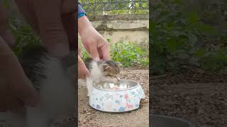 Rescuing a family of cats in 40 degree weather the mother cat was exhausted rescue rescueanimals [upl. by Yssak]