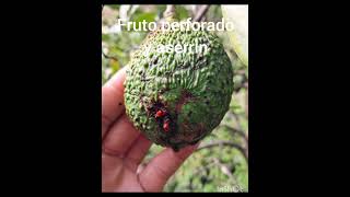 Gusano perforador del aguacate [upl. by Vicki]