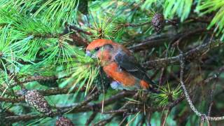 Parrot Crossbill in Essex [upl. by Nyledam]