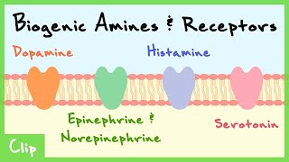 Biogenic Amines Transmitter System Explained Catecholamines Serotonin Histamine  Clip [upl. by Itra]