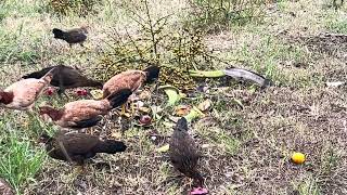 Así alimento a mis gallinas Historia de la españolita tengan paciencia mi querido seguidores [upl. by Roderich308]