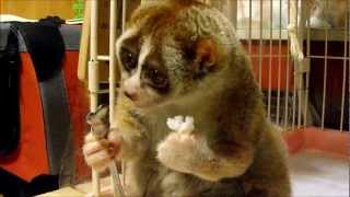 Slow Loris eating a Rice Ball [upl. by Vish]