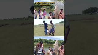 fish catching villagelife youtubeshorts shorts [upl. by Eselrahc]