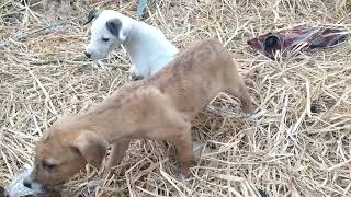 How an experienced dog mother teaches her 8 weeks old puppies to be calm wwwsentfromheavenat [upl. by Hnahc894]