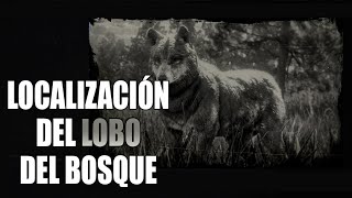 Red Dead Redemption 2 Online  Localización del Lobo del Bosque [upl. by Suiravaj819]