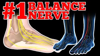 What is the Deep Peroneal Nerve DPN and Does it Affect Your Balance [upl. by Nosremaj]